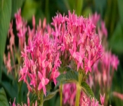 2022 09 12 LongFellowGardens 097